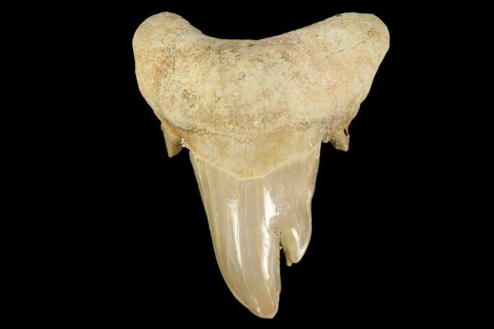 Pathological Otodus Shark Tooth - Morocco #116707